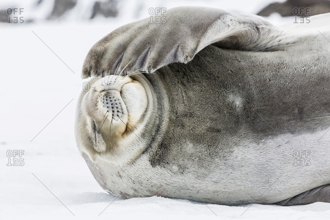 Weddell seal (Leptonychotes weddellii) hauled out on ice at Snow Island, South Shetland Islands, Antarctica, Southern Ocean, Polar Regions