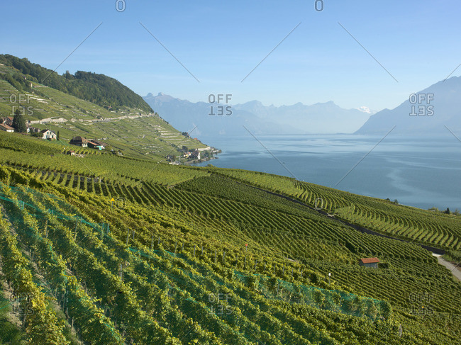 Lavaux terraced vineyards on Lake Geneva, Montreux, Canton Vaud, Switzerland