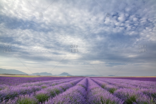 Lavender field, Plateau de Valensole, Provence, France