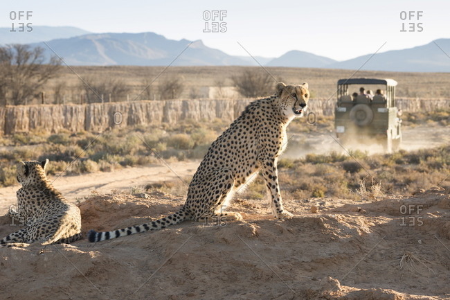 Safari jeep leaving cheetahs (Acinonyx jubatus) on game drive, Inverdoorn Game Reserve, Karoo desert, Ceres, South Africa, Africa
