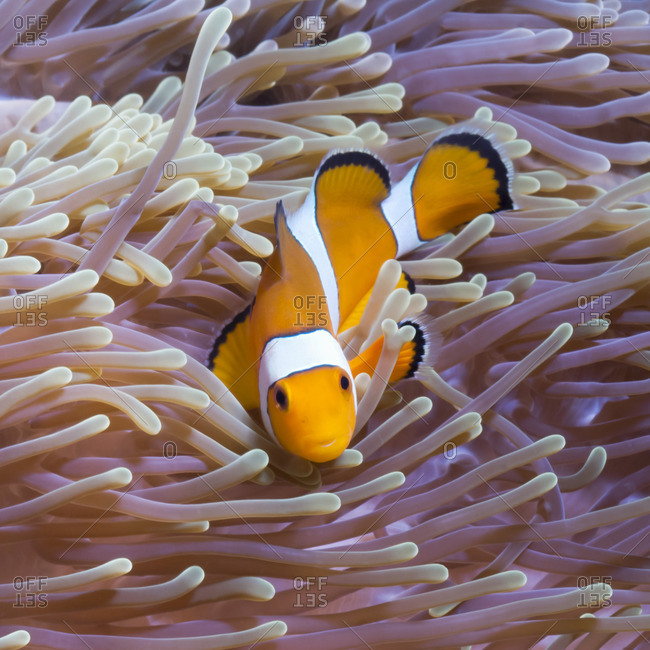 Western clown anemonefish (Amphiprion ocellaris) and sea anemone (Heteractis magnifica), Southern Thailand, Andaman Sea, Indian Ocean, Southeast Asia, Asia