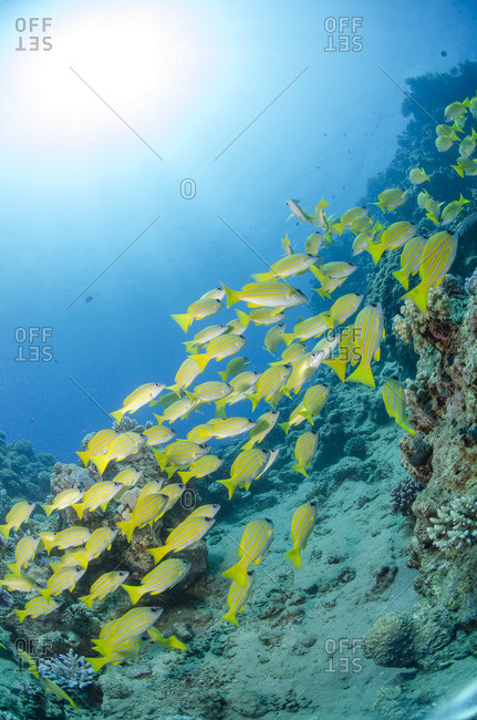 Medium shoal or school of blue striped snapper (Lutjanus kasmira) close to coral reef, Naama Bay, off Sharm el Sheikh, Sinai, Egypt, Red Sea, Egypt, North Africa, Africa