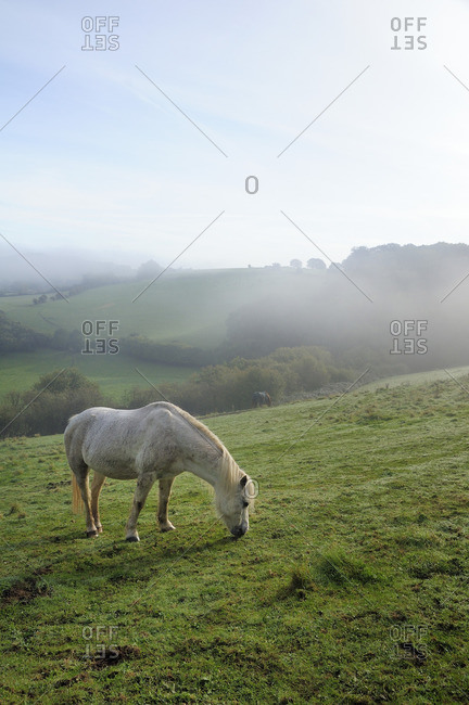 Welsh mountain pony (Equus caballus) grazing a hillside meadow on a foggy autumn morning, Box, Wiltshire, England, United Kingdom