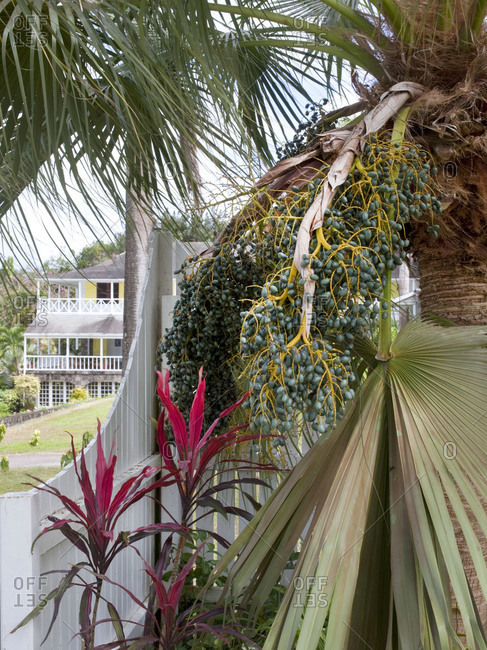Date palm tree in a garden on the Saint Kitts