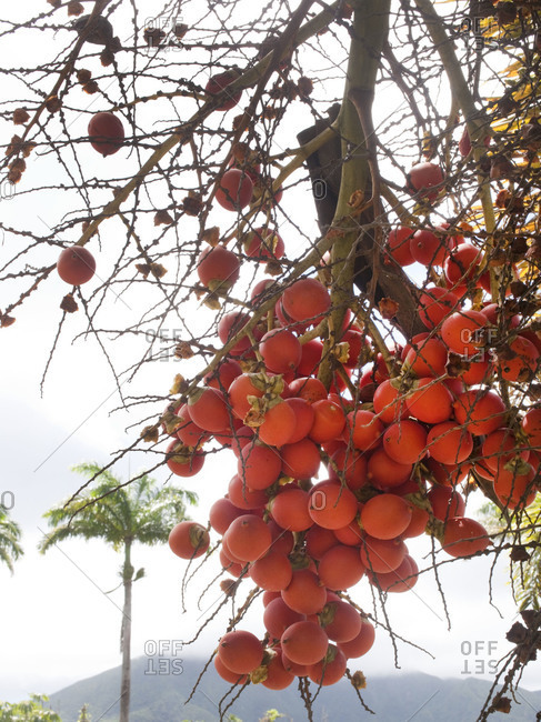 Fruits of a banyan tree