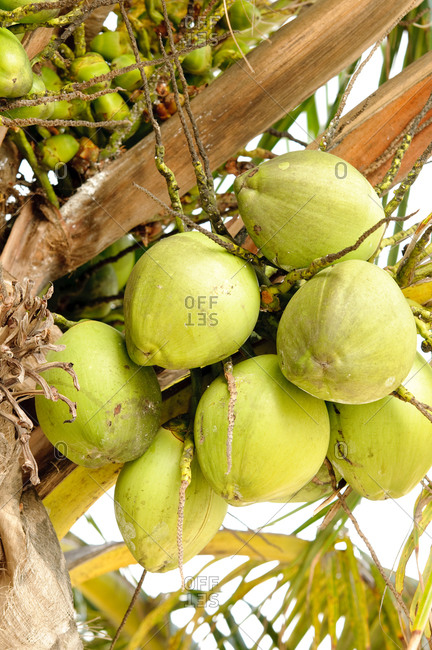Close up view of coconuts hanging from tree, Aruba, Caribbean