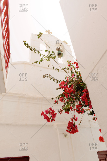 Close up detail of pink flowers and Orthodox Church, Santorini, Greece