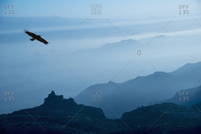 Bird flying over silhouetted mountains, Yemen