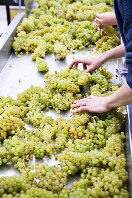 A man\'s hands sorts green grapes at a wine vineyard in the FInger Lakes region of upstate New York