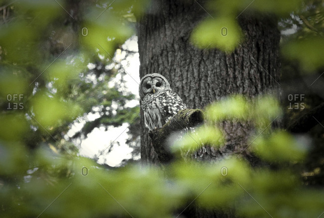 Owl on a tree limb
