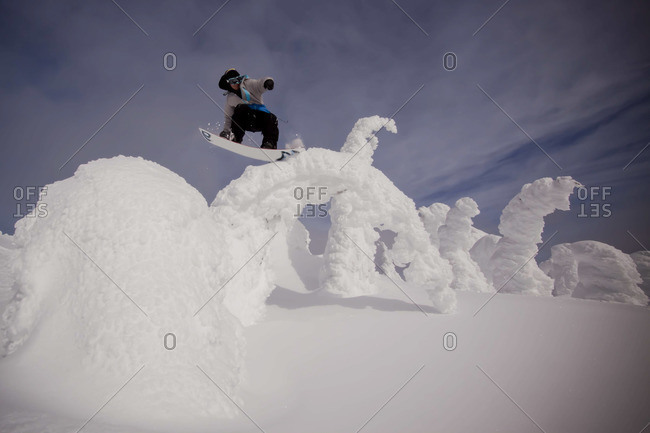 A snowboarder jibs on a bent over tree on a sunny winter day.