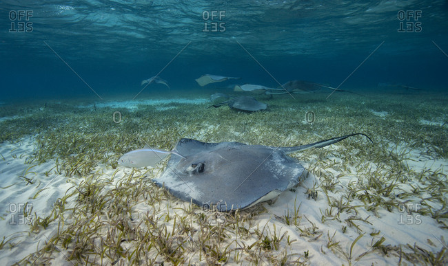 Southern stingrays, Dasyatis americana, glides over the sand in search of buried crustaceans, Grand Cayman, British West Indies