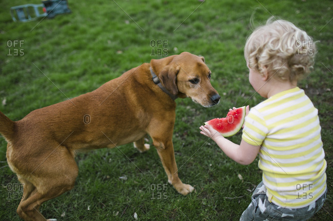 Toddler boy sharing watermelon with his dog