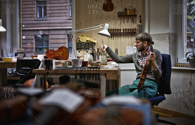Violin maker in his workshop varnishing repaired violin