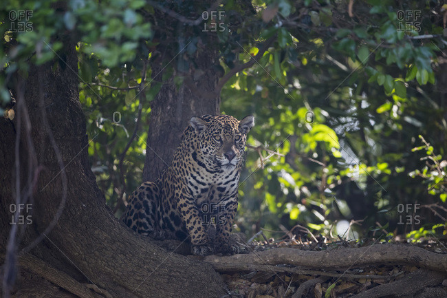 South America, Brasilia, Mato Grosso do Sul, Pantanal, Jaguar, Panthera onca
