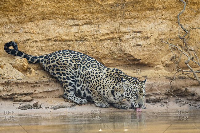 South America, Brasilia, Mato Grosso do Sul, Pantanal, Cuiaba River, Jaguar, Panthera onca, drinking