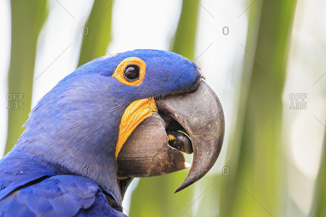 Brazil, Mato Grosso, Mato Grosso do Sul, Pantanal, hyazinth macaw, Anodorhynchus hyacinthinus