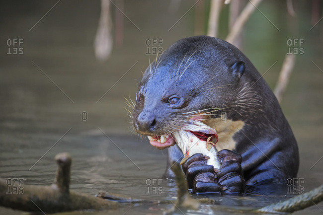 South America, Brasilia, Mato Grosso do Sul, Pantanal, Cuiaba River, European otter, Lutra lutra, with fish