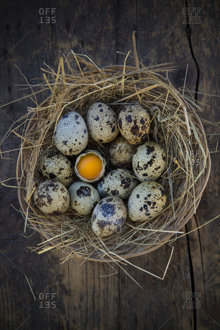 Nest of quail eggs on dark wooden tablet, elevated view