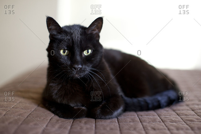 Black cat sitting on a bed