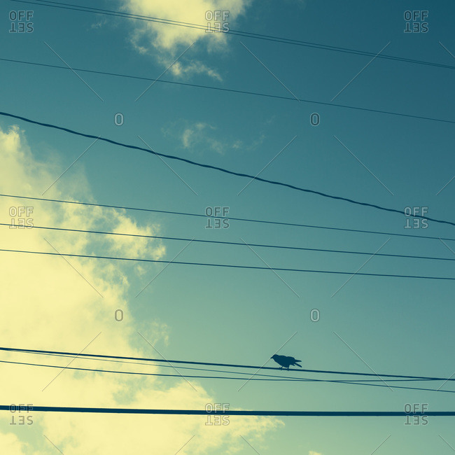 Bird sitting on wire, clouds and sky in distance, Seattle, WA