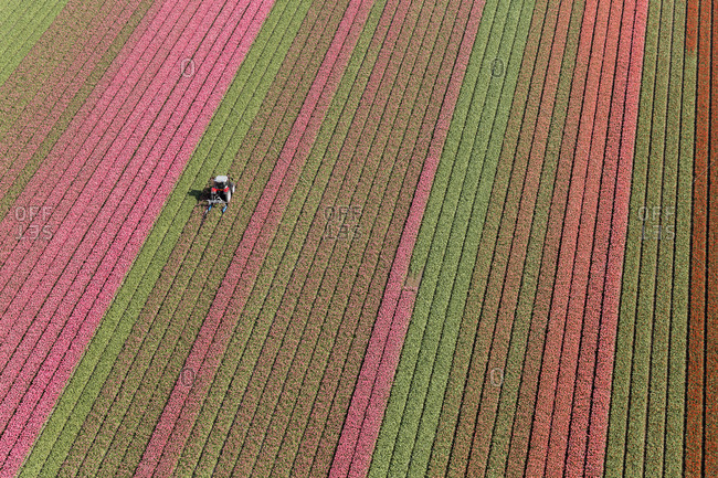 Tractor in tulip fields
