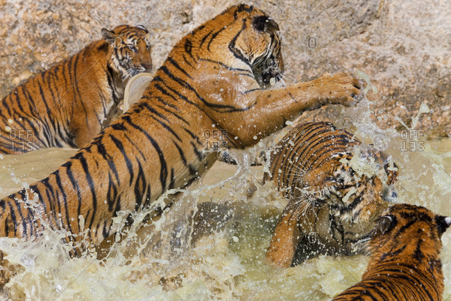 Tiger splashing in water