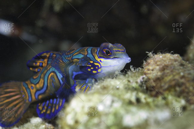Mandarin fish (Synchiropus splendidus) on coral reef, Raja Ampat, Indonesia