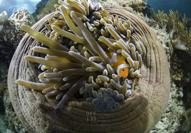 False Clown Anemonefish, (Amphiprion ocellaris), coral reef, Raja Ampat, Indonesia