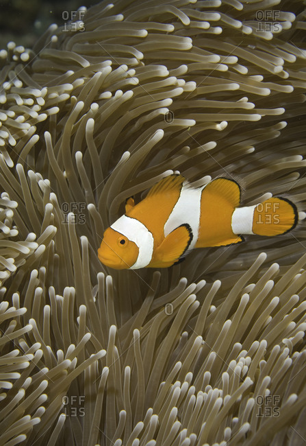 False Clown Anemonefish, (Amphiprion ocellaris), coral reef, Raja Ampat, Indonesia