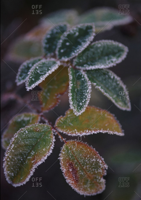 Close up view frozen leaves