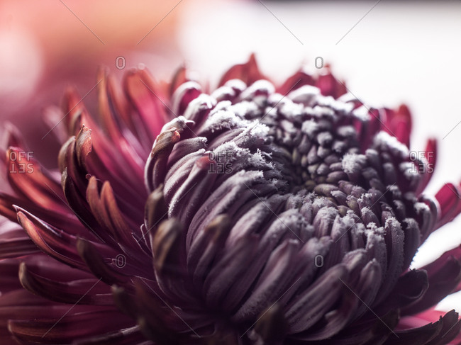 Close up of a red chrysanthemum flower