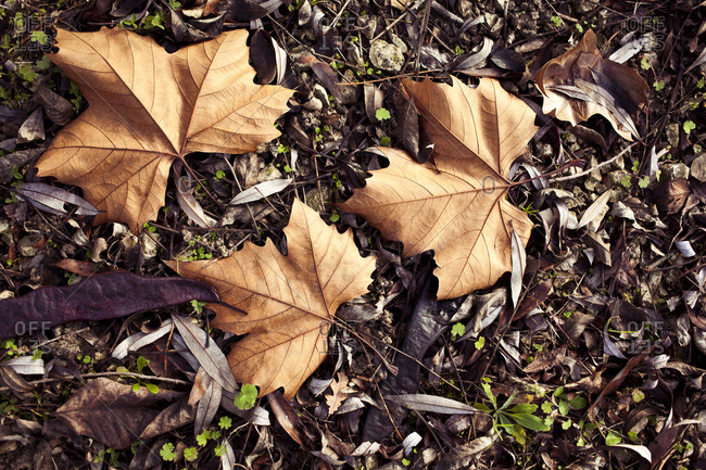 Autumn leaves on the forest ground