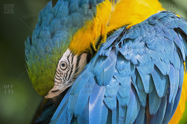 Portrait of blue and yellow macaw (ara ararauna)