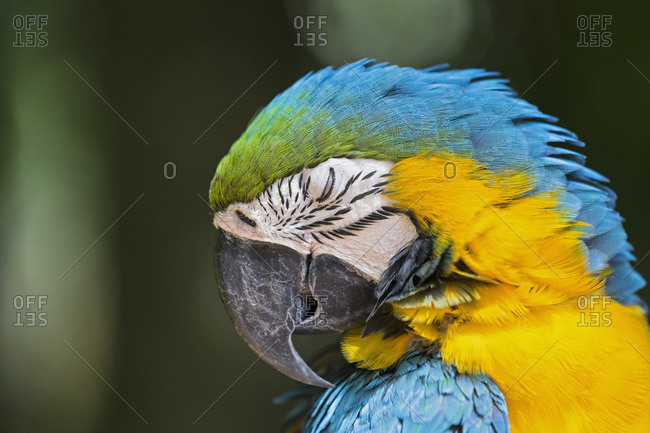Portrait of blue and yellow macaw (ara ararauna) with closed eye