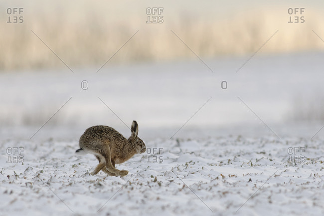 Running rabbit, leporidae