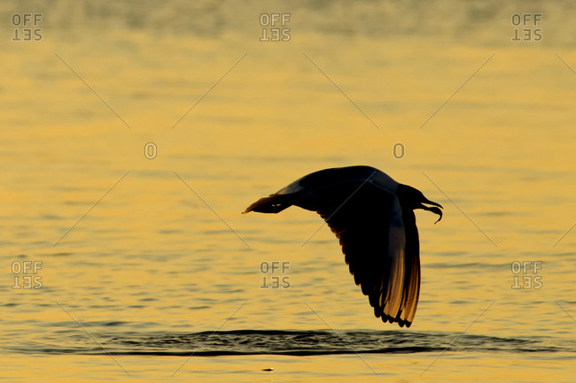 Seagull, Laridae, at sunset