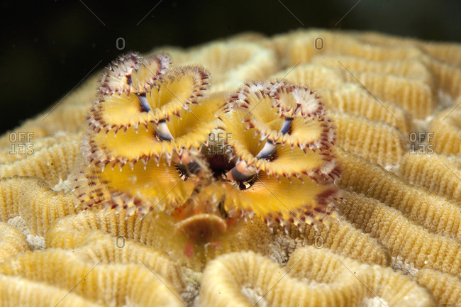 Christmas tree worm, Spirobranchus giganteus, on Brain coral, Diploria strigosa, in Caribbean Sea