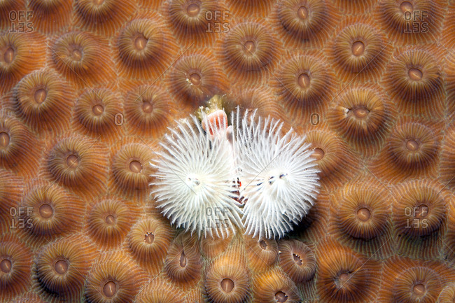 Christmas tree worm, Spirobranchus giganteus, on False Knob Coral, Montastrea cavernosa