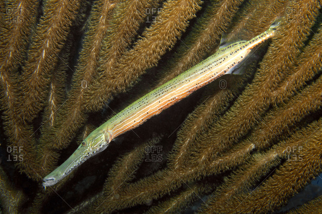 Trumpetfish Aulostomus maculatus, in front of sea fans