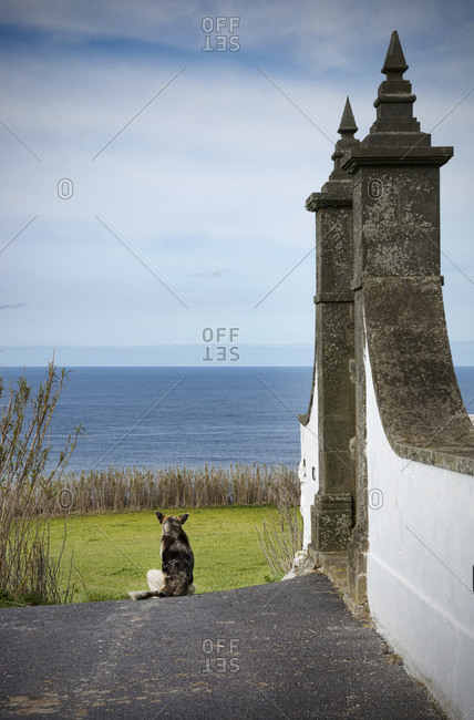 Dog sitting in street, Azores, Portugal