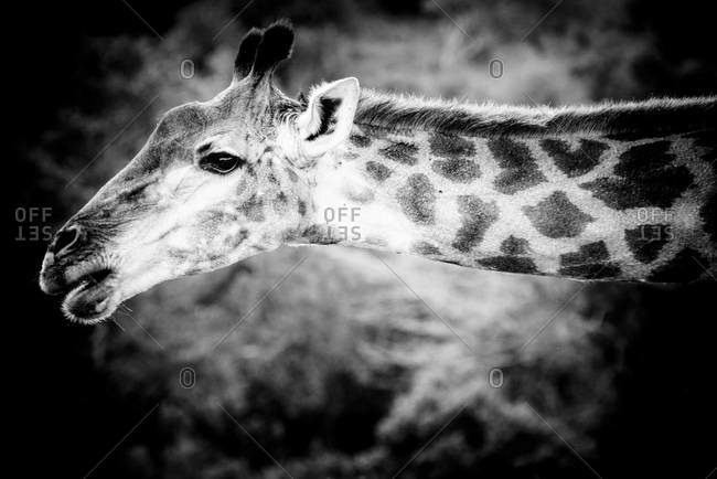 Giraffe portrait in black and white in South Africa