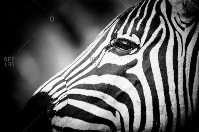 Close up of Burchell\'s zebra in South Africa