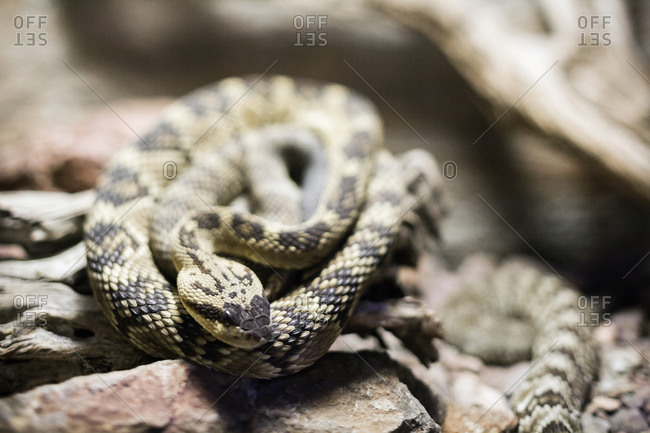Close up of coiled rattlesnake