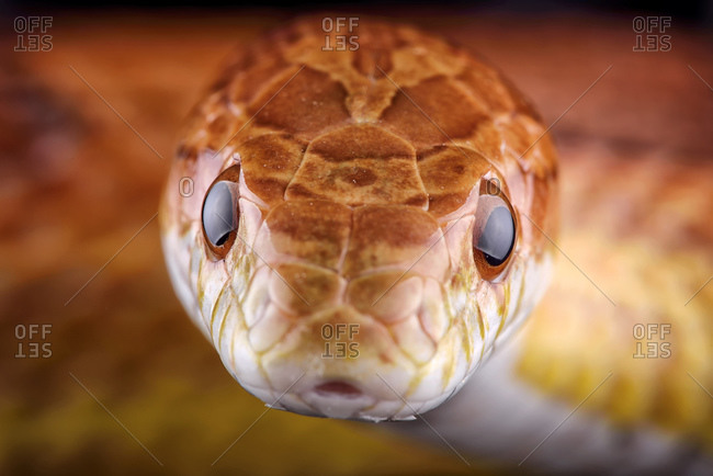 Head of corn snake, Pantherophis guttatus