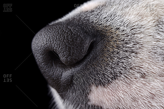 Nose of Jack Russell Terrier in front of black background