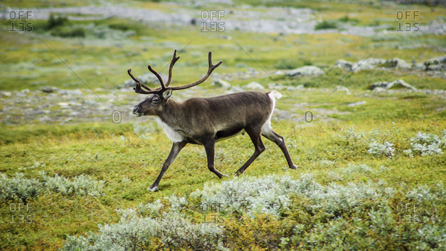 Wild reindeer in the Kebnekaise valley