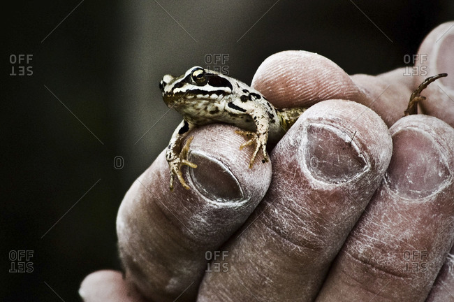 Close up of man holding a frog in his hand, in Uppsala, Sweden