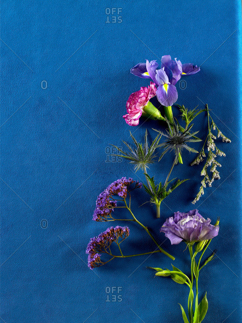 Purple flowers on blue suede