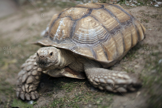 A tortoise crawling through a grassy field
